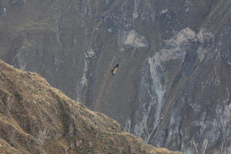 914-Cruz del condor,15 luglio 2013.JPG